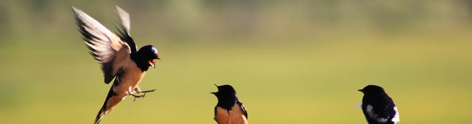 cropped swallow - cropped-swallow.jpg