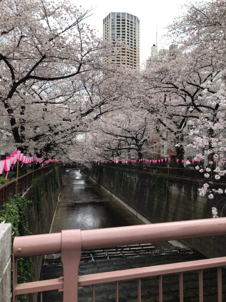 目黒川の満開の桜