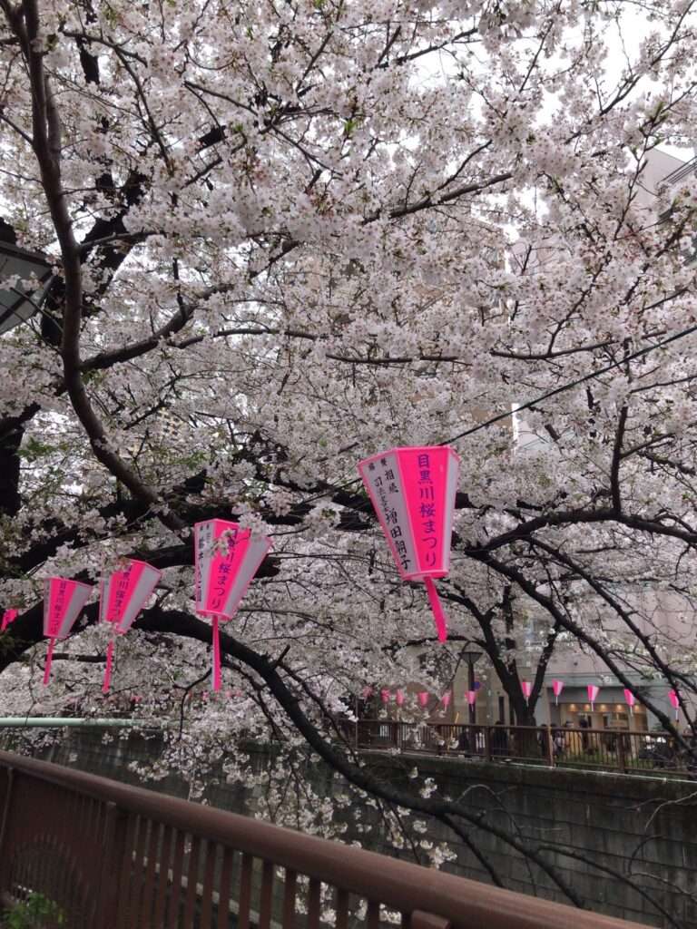目黒川の桜