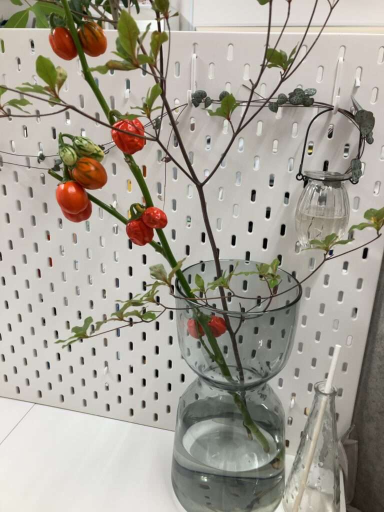 ハロウィンのディスプレイ