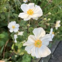 シュウメイギク