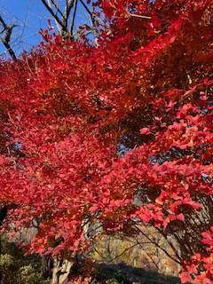紅葉