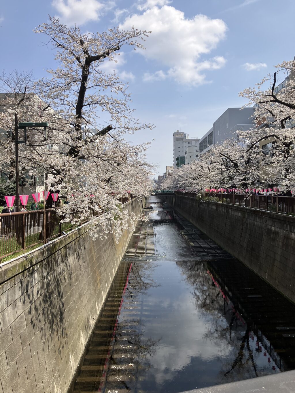 目黒川の桜２０２５