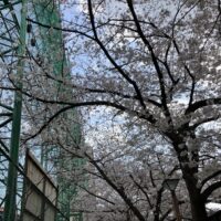 桜のトンネル