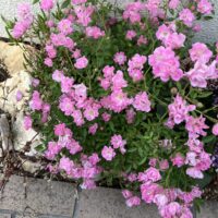 みにばらほほえみ