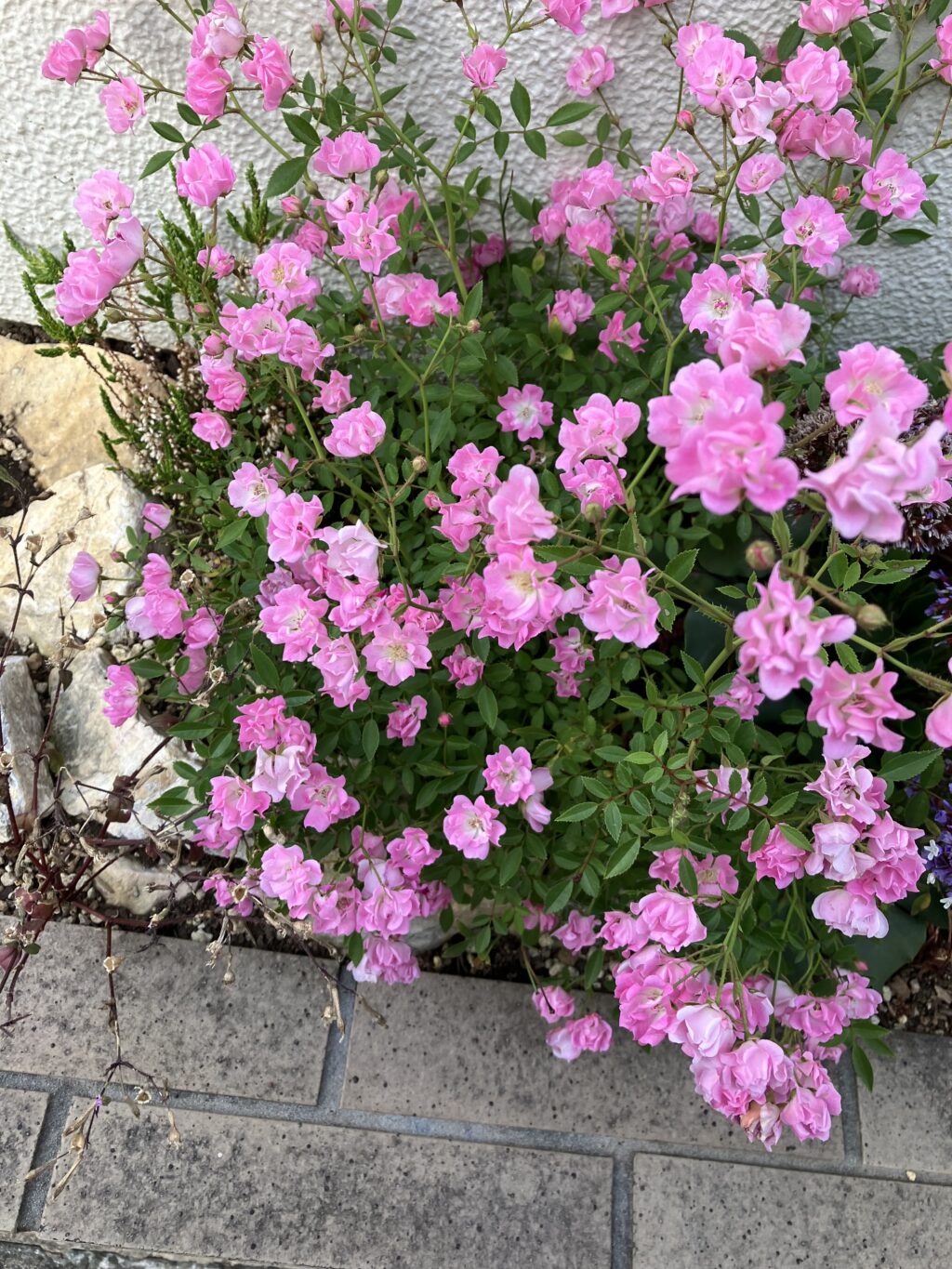 みにばらほほえみ