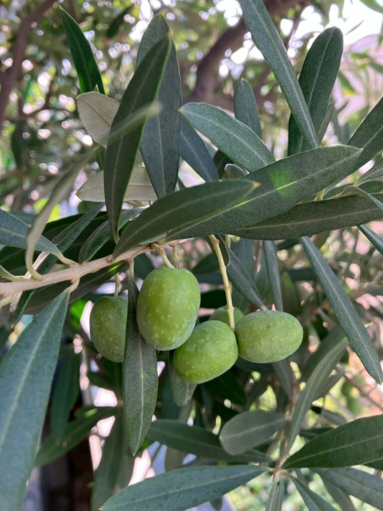 オリーブの実